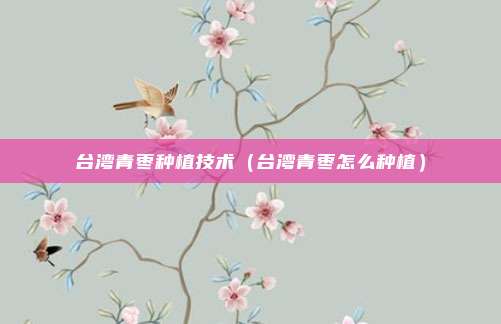 台湾青枣种植技术（台湾青枣怎么种植）
