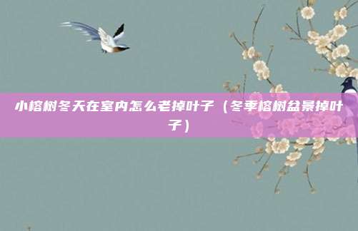 小榕树冬天在室内怎么老掉叶子（冬季榕树盆景掉叶子）