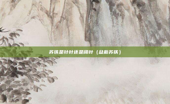 苏铁是针叶还是阔叶（盆栽苏铁）