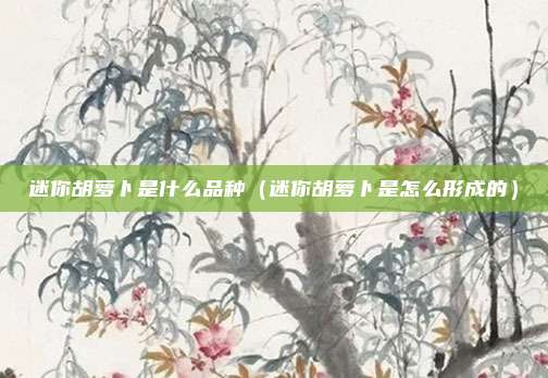 迷你胡萝卜是什么品种(迷你胡萝卜是怎么形成的)