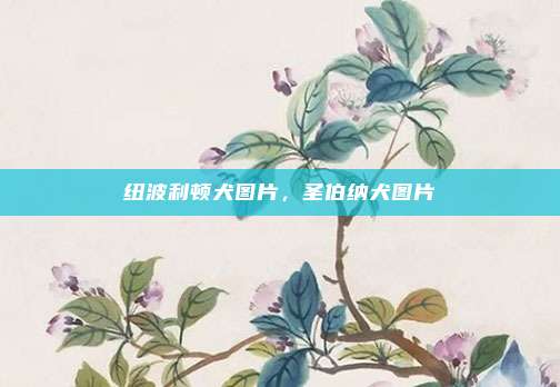 纽波利顿犬图片,圣伯纳犬图片