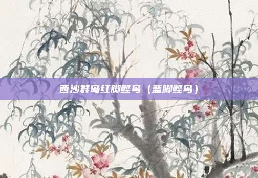 西沙群岛红脚鲣鸟(蓝脚鲣鸟)