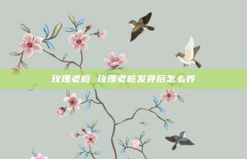 玫瑰老桩 玫瑰老桩发芽后怎么养