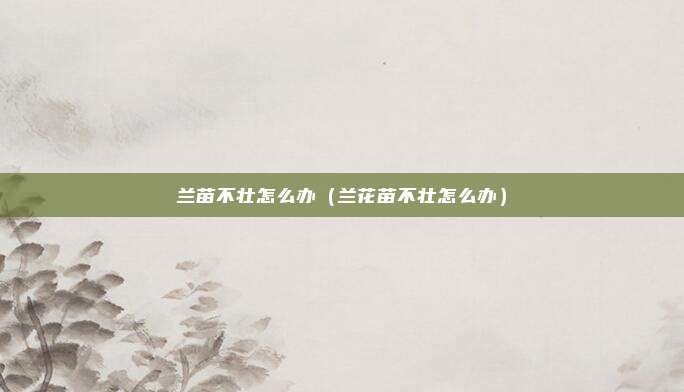 兰苗不壮怎么办（兰花苗不壮怎么办）