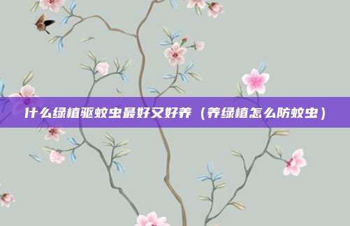 什么绿植驱蚊虫最好又好养（养绿植怎么防蚊虫）