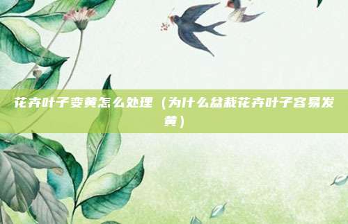 花卉叶子变黄怎么处理（为什么盆栽花卉叶子容易发黄）