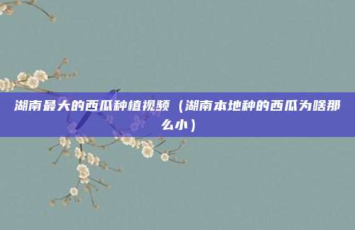 湖南最大的西瓜种植视频（湖南本地种的西瓜为啥那么小）