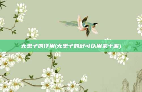无患子的作用(无患子的籽可以用来干嘛)