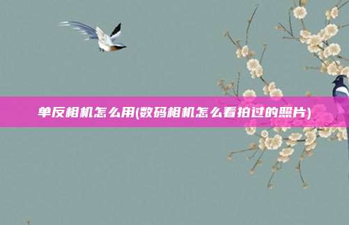 单反相机怎么用(数码相机怎么看拍过的照片)
