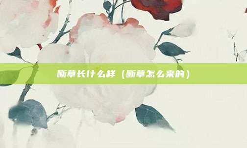 断草长什么样（断草怎么来的）