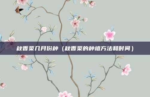 秋香菜几月份种(秋香菜的种植方法和时间)