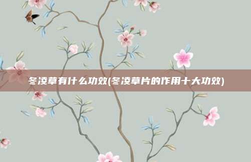 冬凌草有什么功效(冬凌草片的作用十大功效)