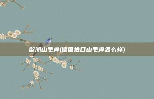 欧洲山毛榉(德国进口山毛榉怎么样)