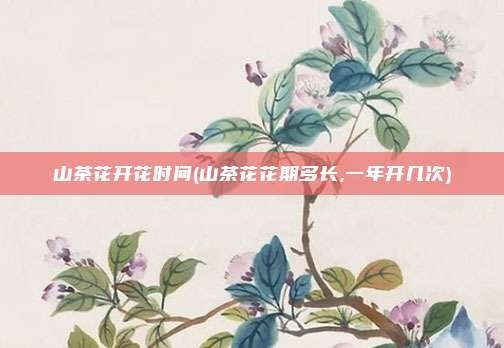 山茶花开花时间(山茶花花期多长,一年开几次)