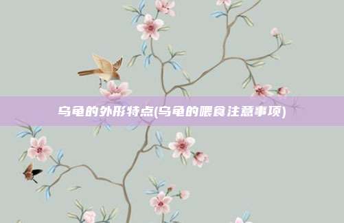 乌龟的外形特点(乌龟的喂食注意事项)