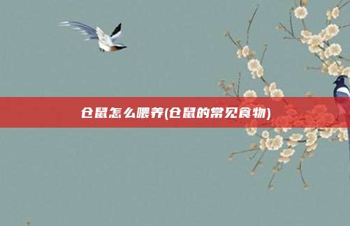 仓鼠怎么喂养(仓鼠的常见食物)