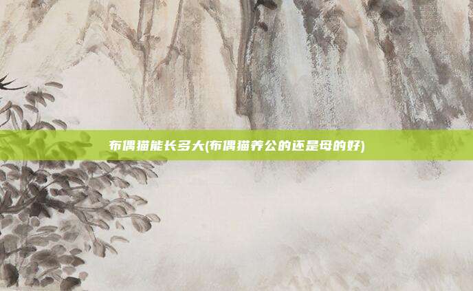布偶猫能长多大(布偶猫养公的还是母的好)