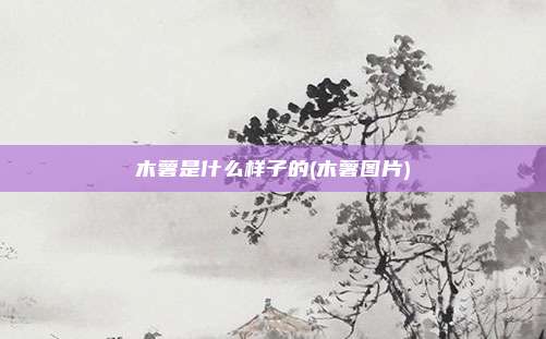 木薯是什么样子的(木薯图片)