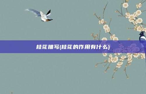 桂花描写(桂花的作用有什么)