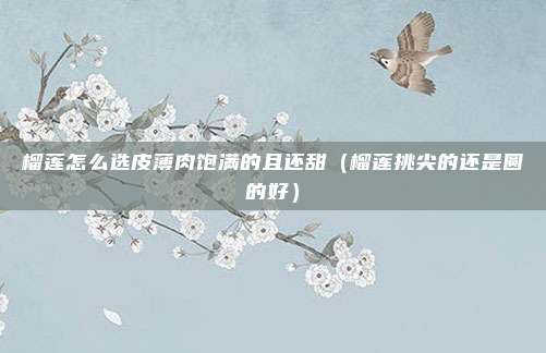 榴莲怎么选皮薄肉饱满的且还甜（榴莲挑尖的还是圆的好）