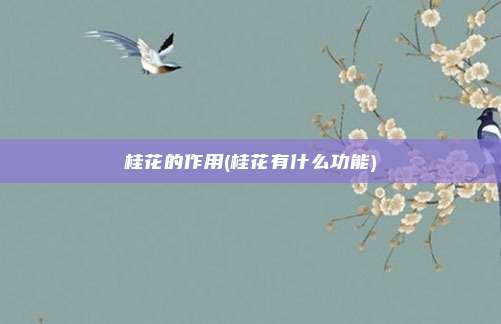 桂花的作用(桂花有什么功能)