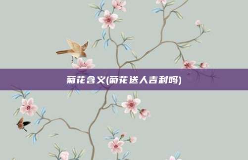 菊花含义(菊花送人吉利吗)