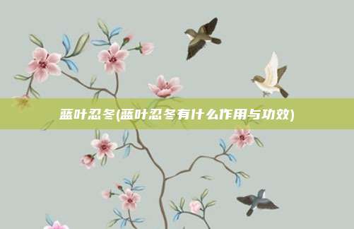 蓝叶忍冬(蓝叶忍冬有什么作用与功效)