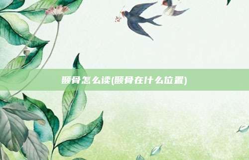 颞骨怎么读(颞骨在什么位置)