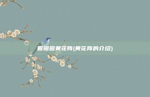 圆明园黄花阵(黄花阵的介绍)