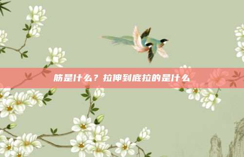 筋是什么?拉伸到底拉的是什么