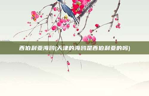 西伯利亚海鸥(天津的海鸥是西伯利亚的吗)