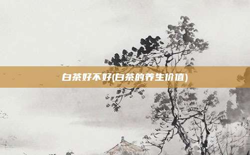 白茶好不好(白茶的养生价值)