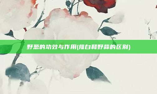 野葱的功效与作用(薤白和野蒜的区别)