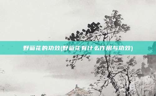 野菊花的功效(野菊花有什么作用与功效)