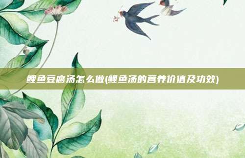 鲤鱼豆腐汤怎么做(鲤鱼汤的营养价值及功效)