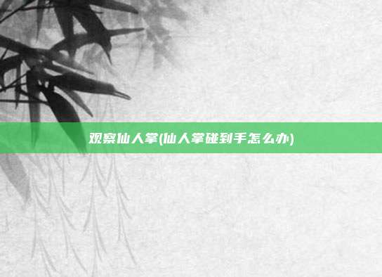 观察仙人掌(仙人掌碰到手怎么办)
