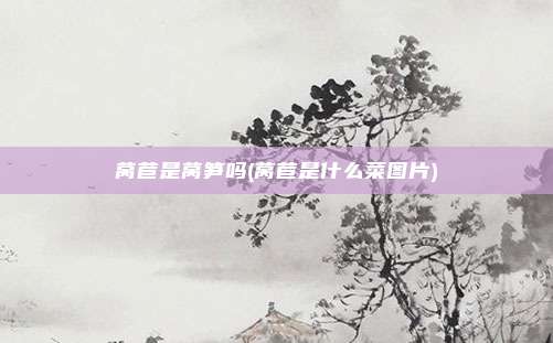 莴苣是莴笋吗(莴苣是什么菜图片)