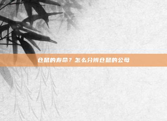 仓鼠的寿命?怎么分辨仓鼠的公母