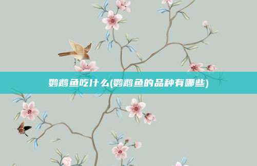 鹦鹉鱼吃什么(鹦鹉鱼的品种有哪些)