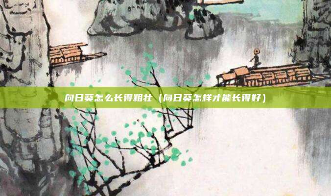 向日葵怎么长得粗壮（向日葵怎样才能长得好）