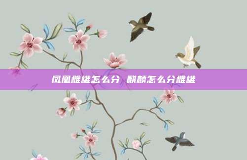 凤凰雌雄怎么分 麒麟怎么分雌雄