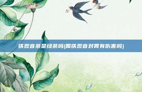 铁观音茶是绿茶吗(喝铁观音对胃有伤害吗)