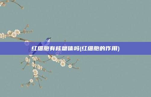 红细胞有核糖体吗(红细胞的作用)