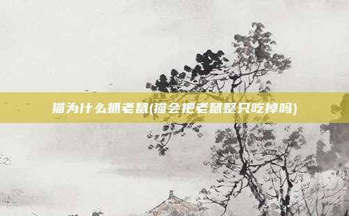 猫为什么抓老鼠(猫会把老鼠整只吃掉吗)