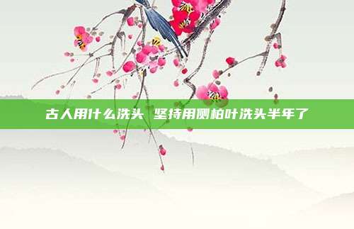古人用什么洗头 坚持用侧柏叶洗头半年了