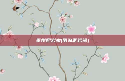 贵州爬岩鳅(侧沟爬岩鳅)