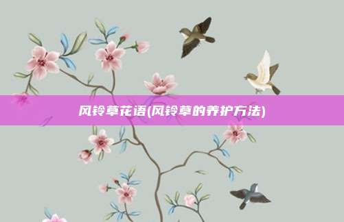 风铃草花语(风铃草的养护方法)