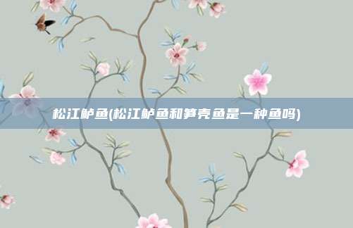 松江鲈鱼(松江鲈鱼和笋壳鱼是一种鱼吗)