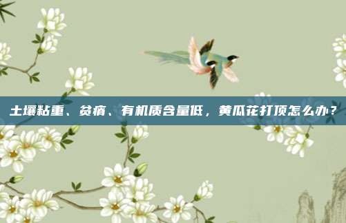 土壤粘重、贫瘠、有机质含量低,黄瓜花打顶怎么办?