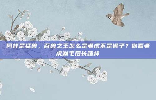 同样是猛兽，百兽之王怎么是老虎不是狮子？你看老虎剃毛后长啥样